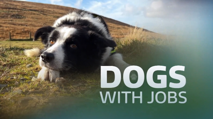 Dogs with Jobs